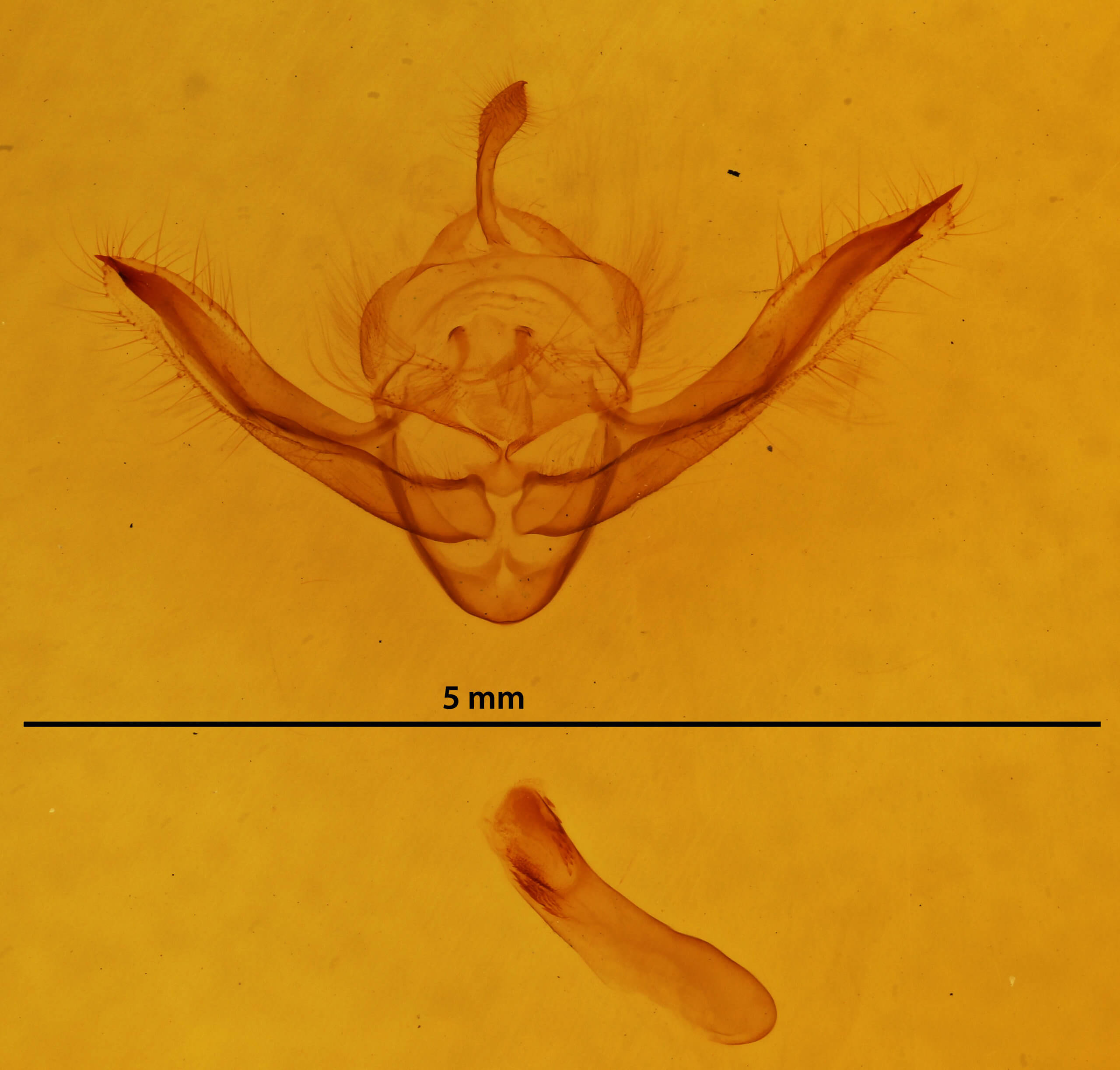 genitalia view of adult Chortodes pygmina