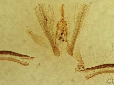 genitalia view of adult Ariola triangulifera