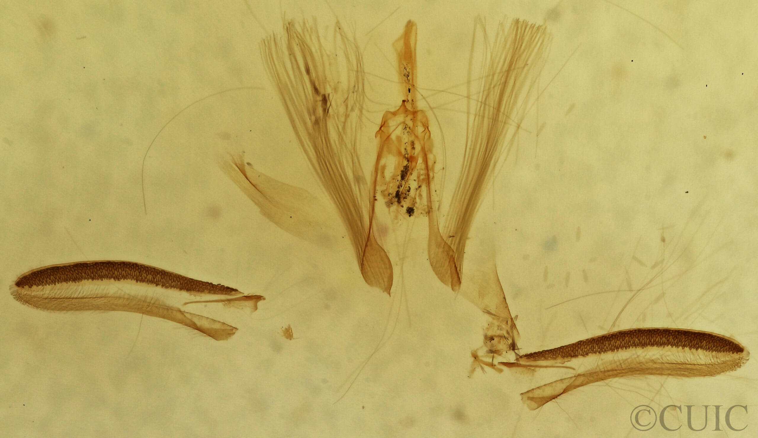 genitalia view of adult Ariola triangulifera