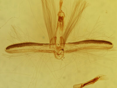 genitalia view of adult Ariola triangulifera