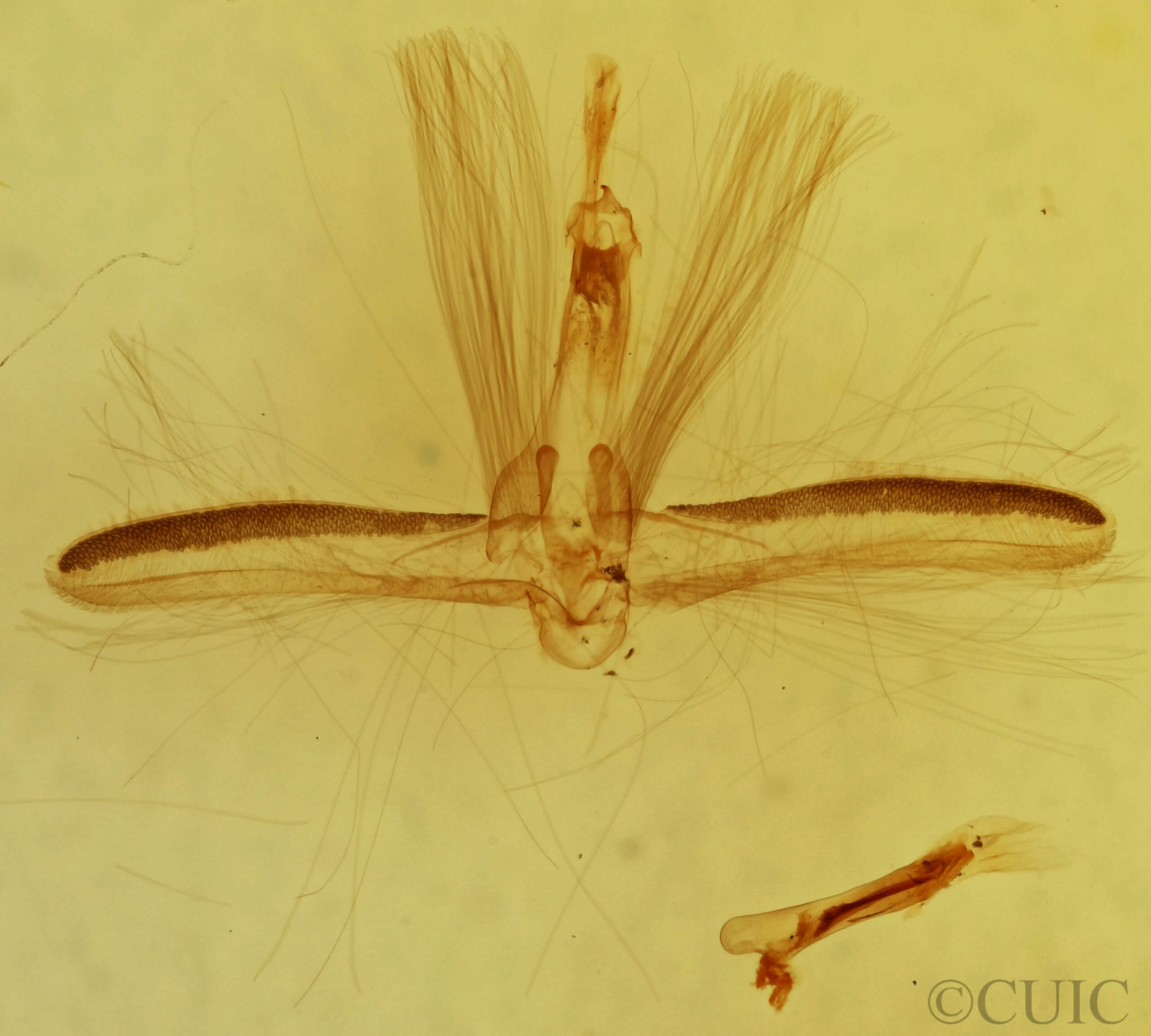 genitalia view of adult Ariola triangulifera