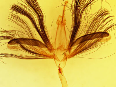 genitalia view of adult Ariola coelisigna