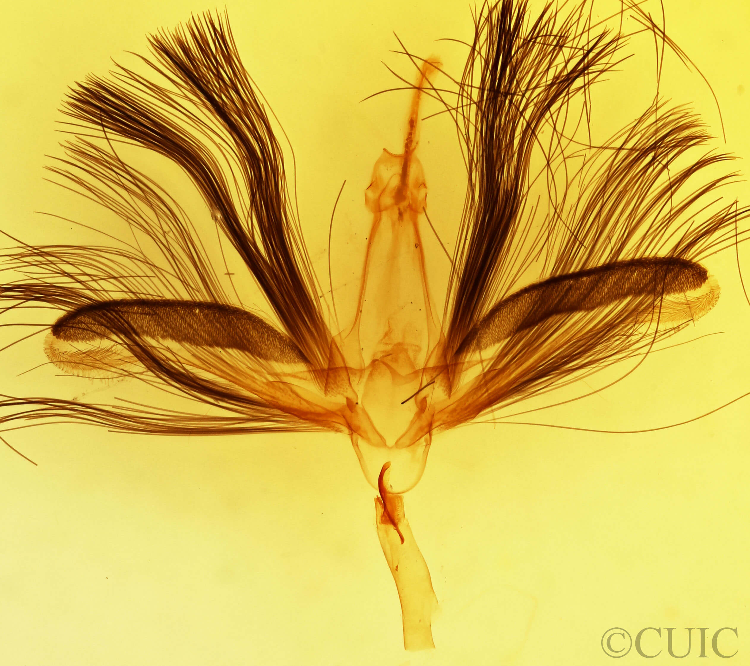 genitalia view of adult Ariola coelisigna