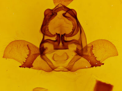 genitalia view of adult Arotros striata