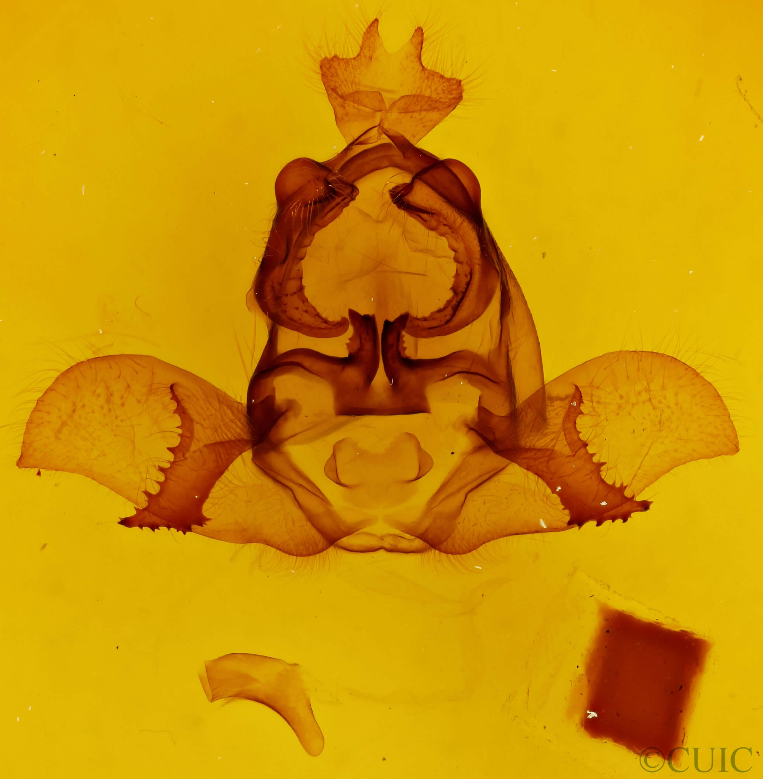 genitalia view of adult Arotros striata