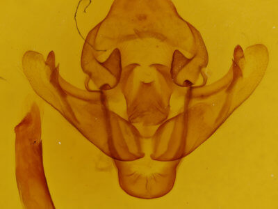 genitalia view of adult Bellura obliqua