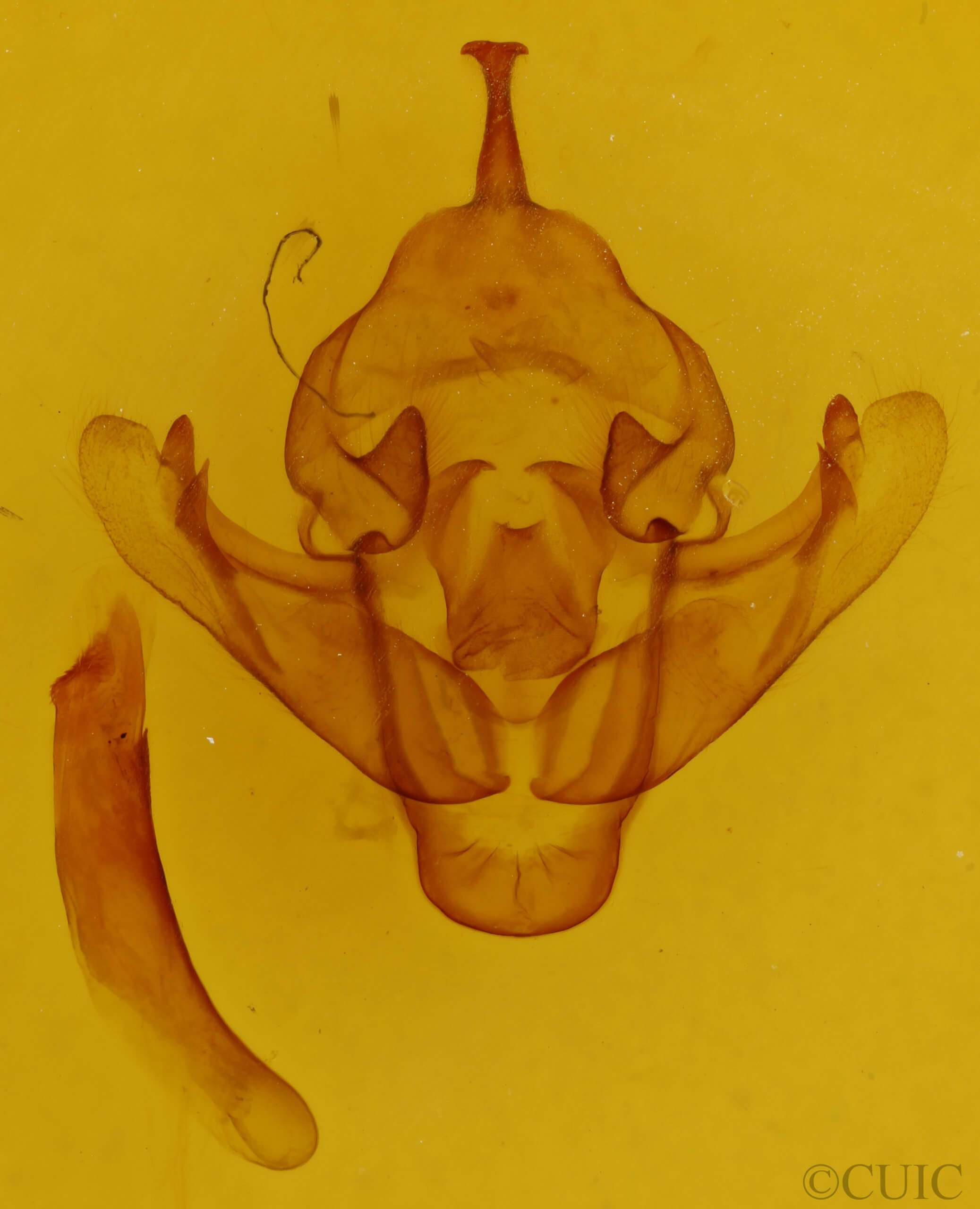 genitalia view of adult Bellura obliqua