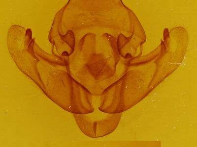 genitalia view of adult Bellura obliqua