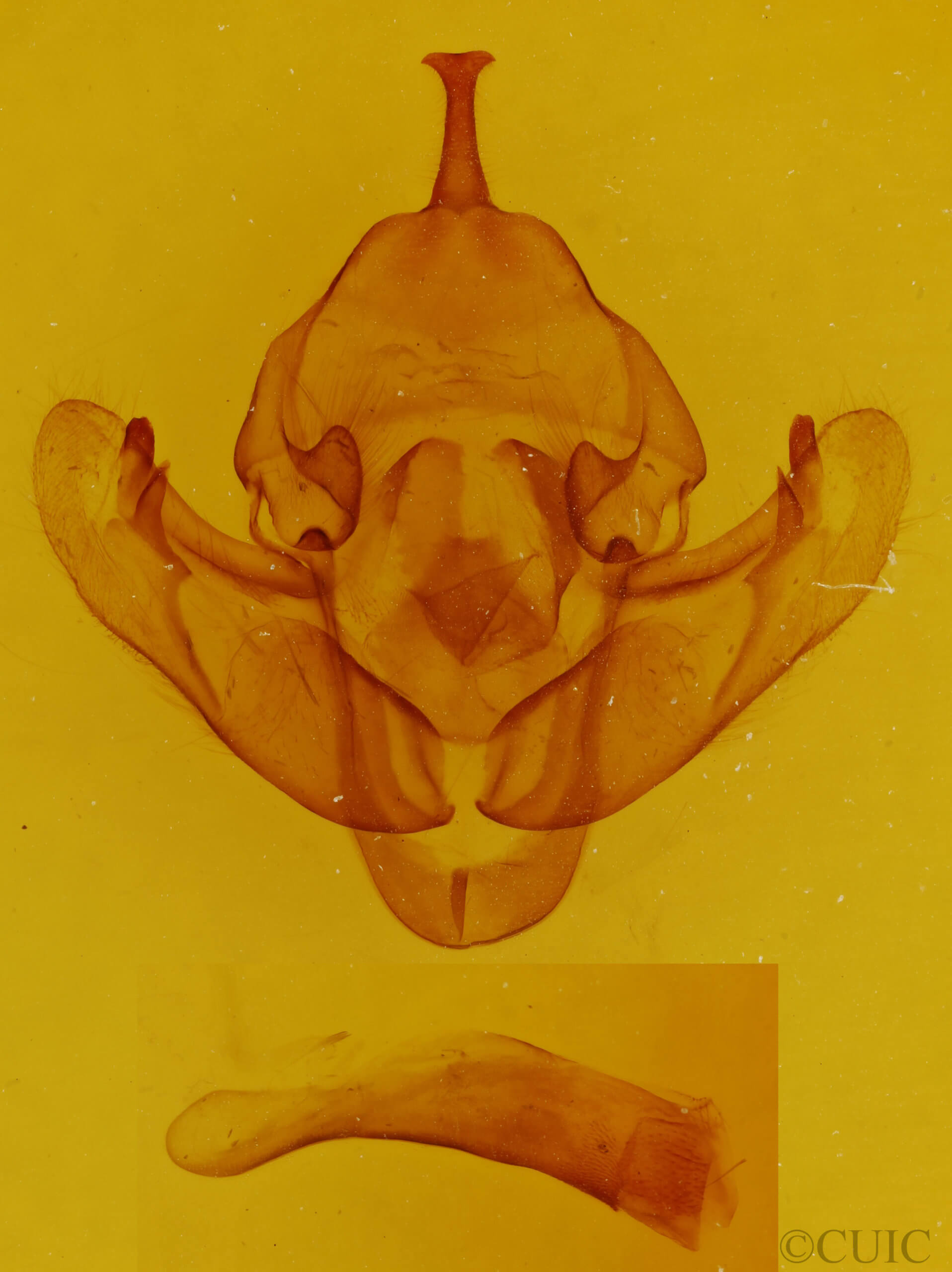 genitalia view of adult Bellura obliqua