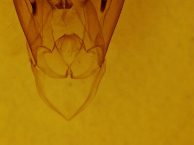 genitalia view of adult Asta quadrilinea