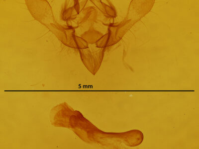 genitalia view of adult Austramathes purpurea