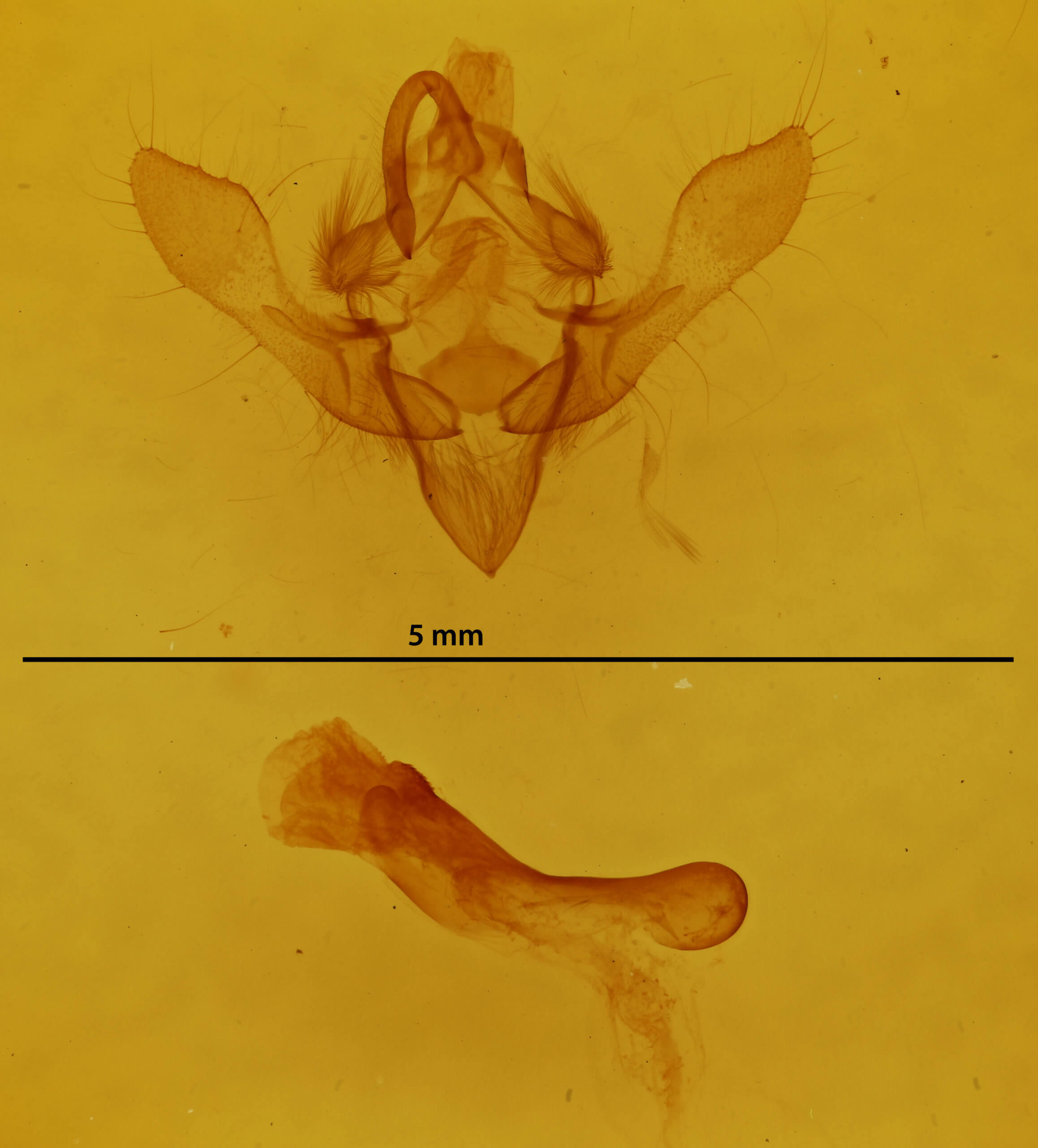 genitalia view of adult Austramathes purpurea