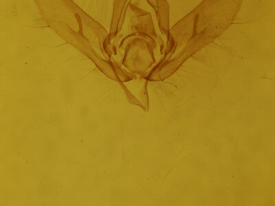 genitalia view of adult Megalographa biloba