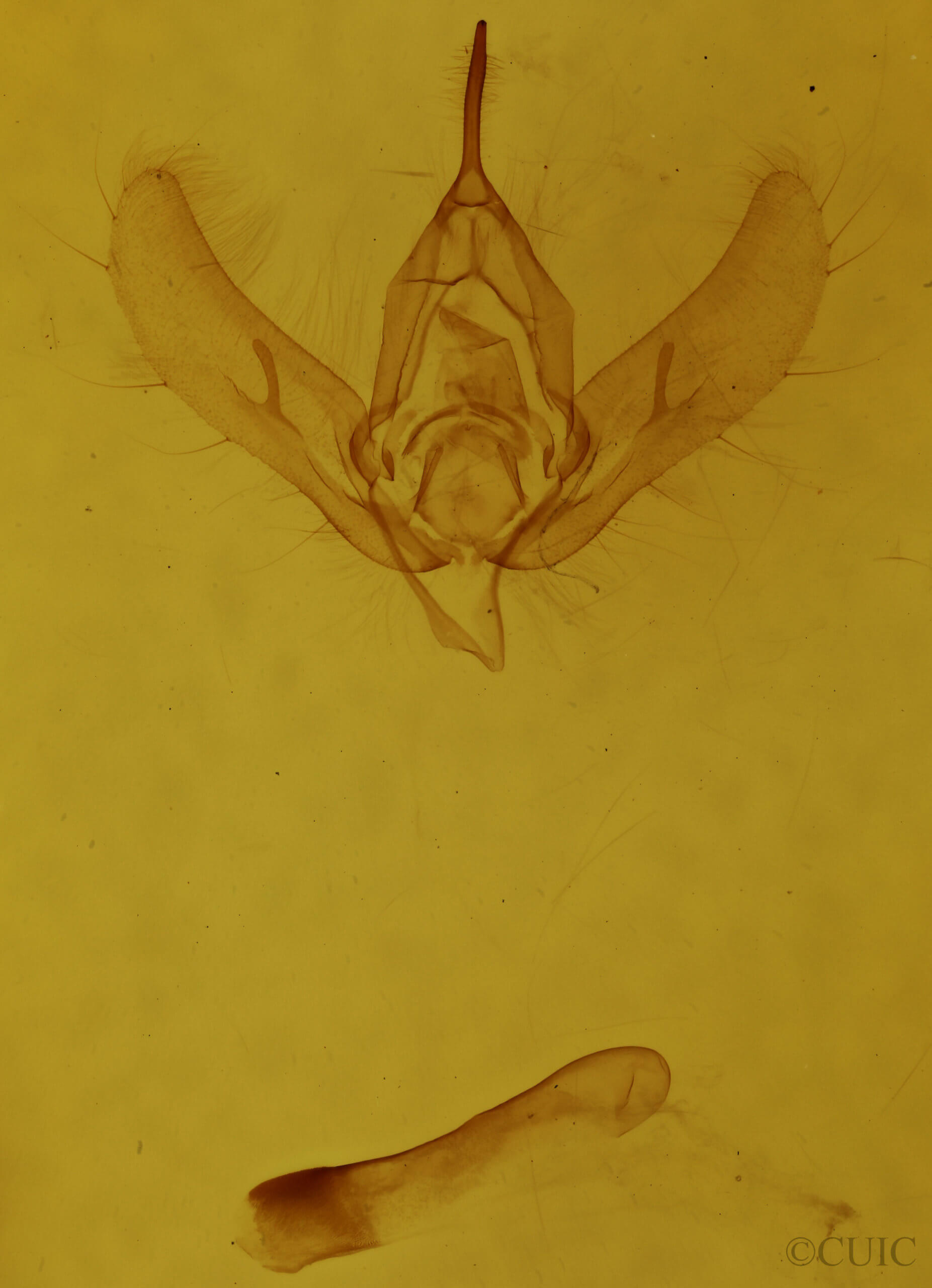 genitalia view of adult Megalographa biloba