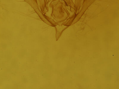 genitalia view of adult Megalographa biloba
