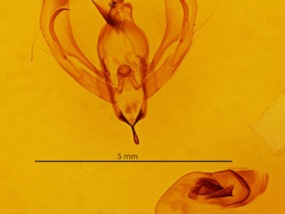 genitalia view of adult Bagada bella