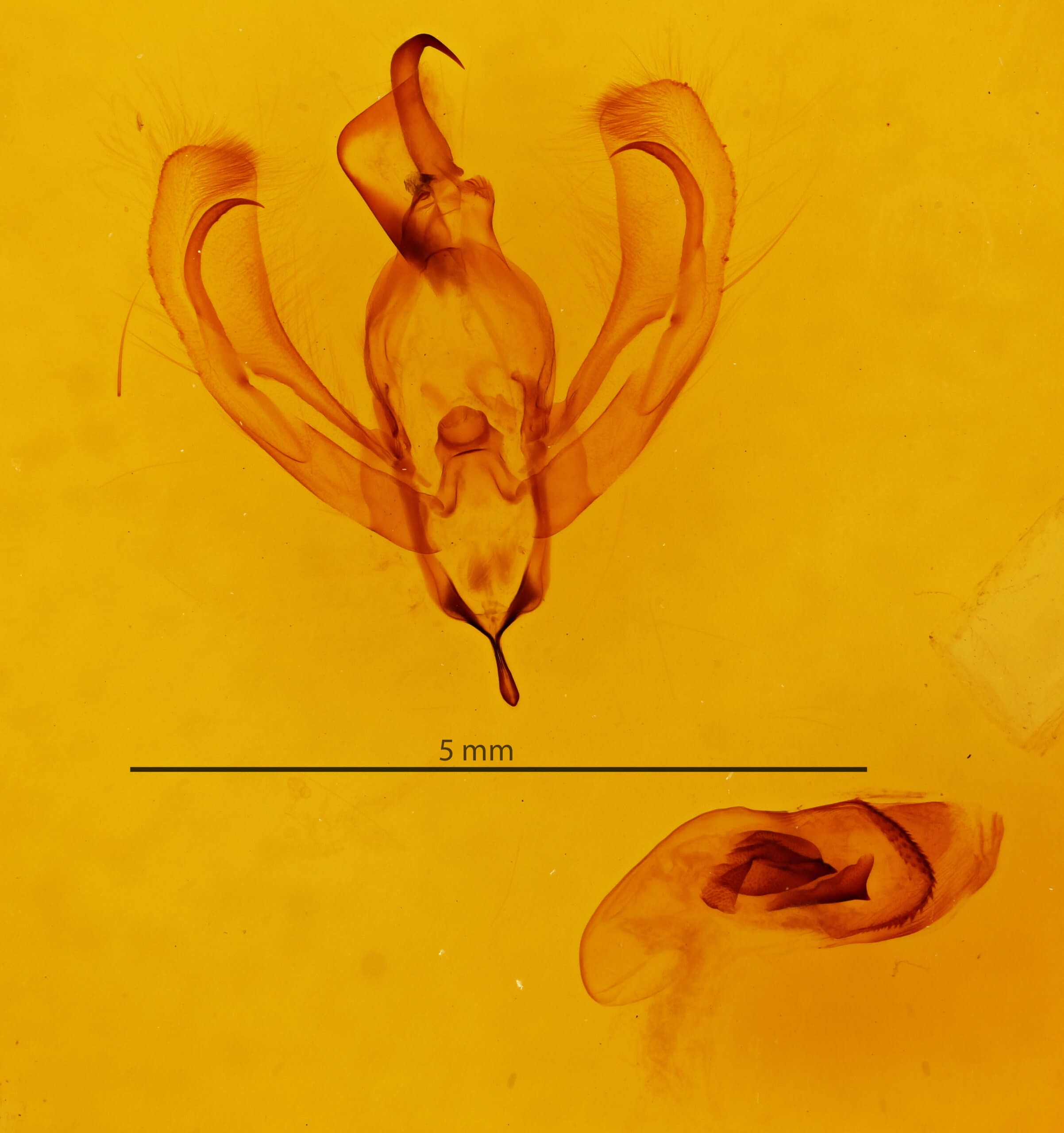 genitalia view of adult Bagada bella