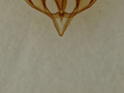 genitalia view of adult Baileya levitans