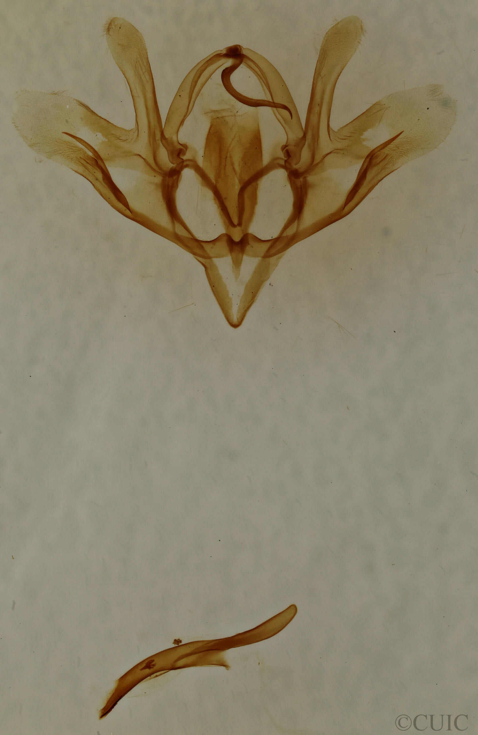 genitalia view of adult Baileya levitans