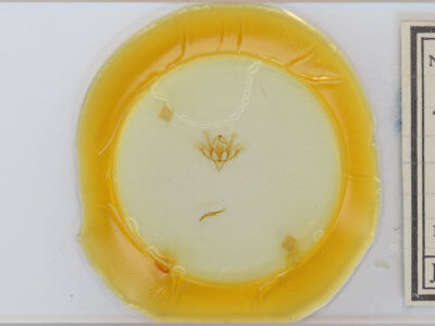 slide view of adult Baileya levitans