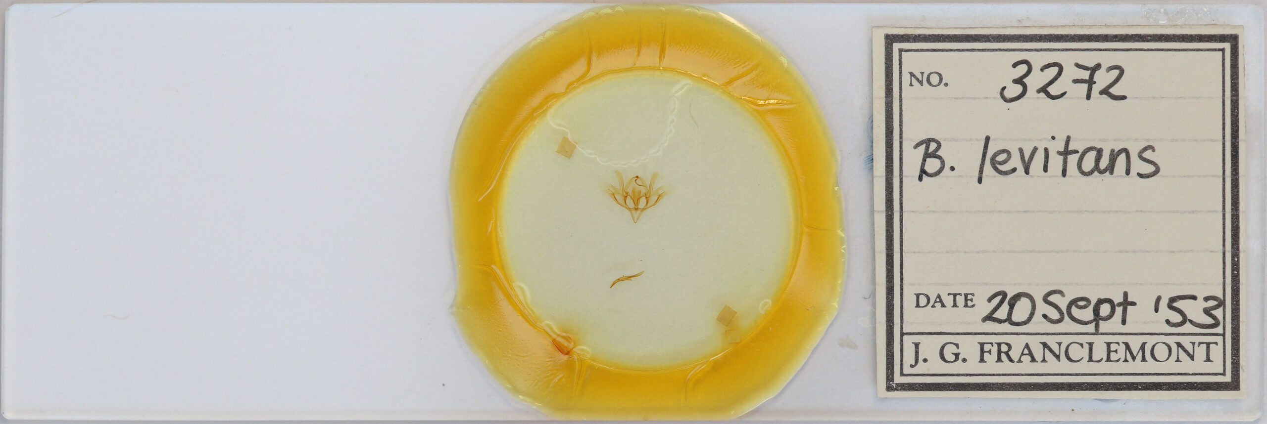 slide view of adult Baileya levitans