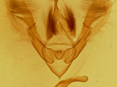 genitalia view of adult Barasa acronyctoides