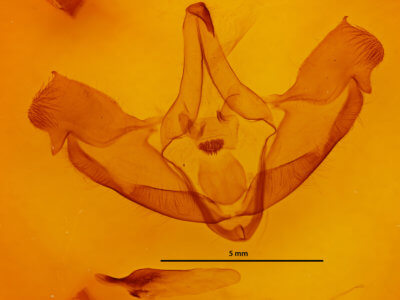 genitalia view of adult Bathyra sagata