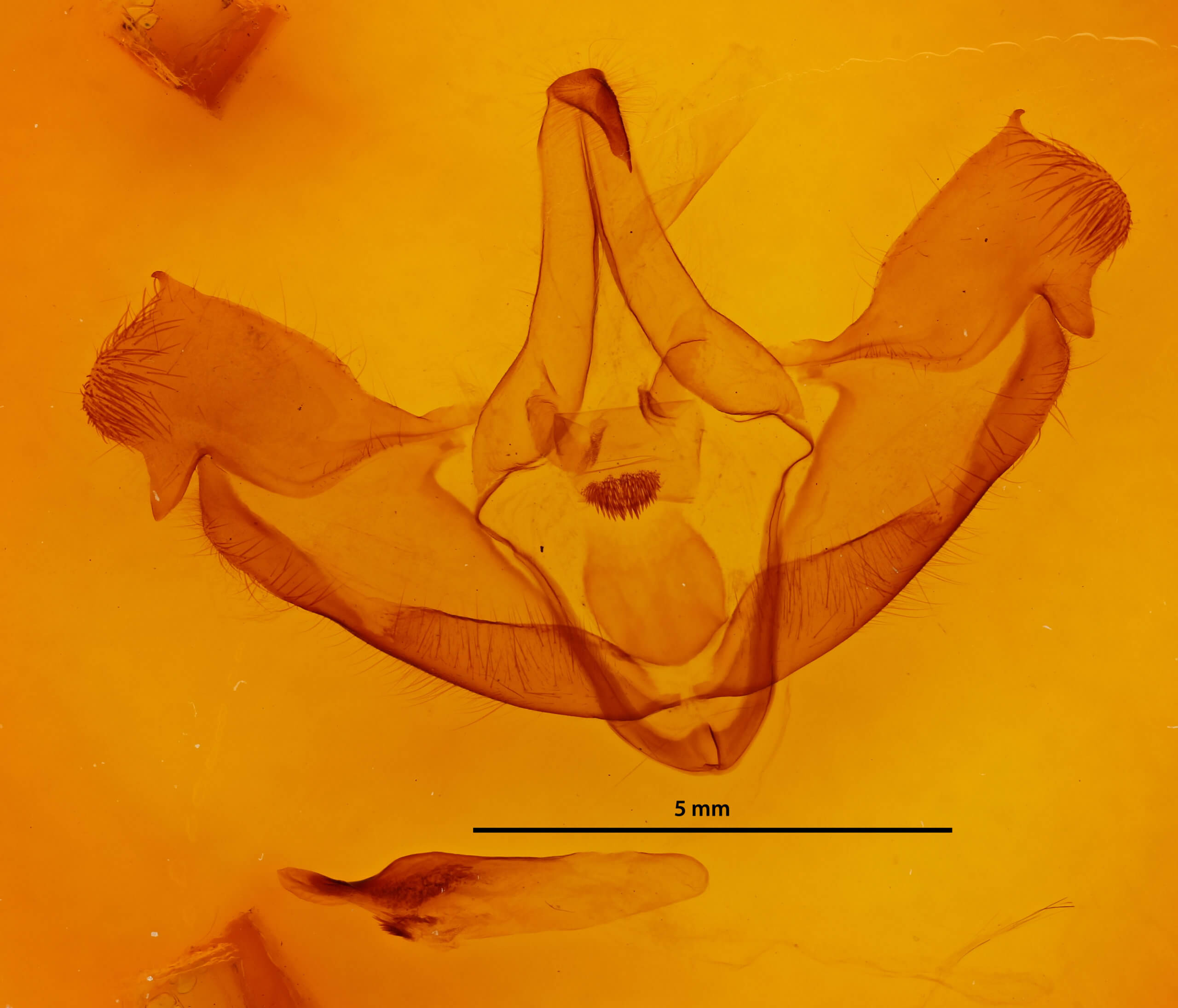 genitalia view of adult Bathyra sagata