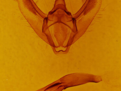 genitalia view of adult Biston