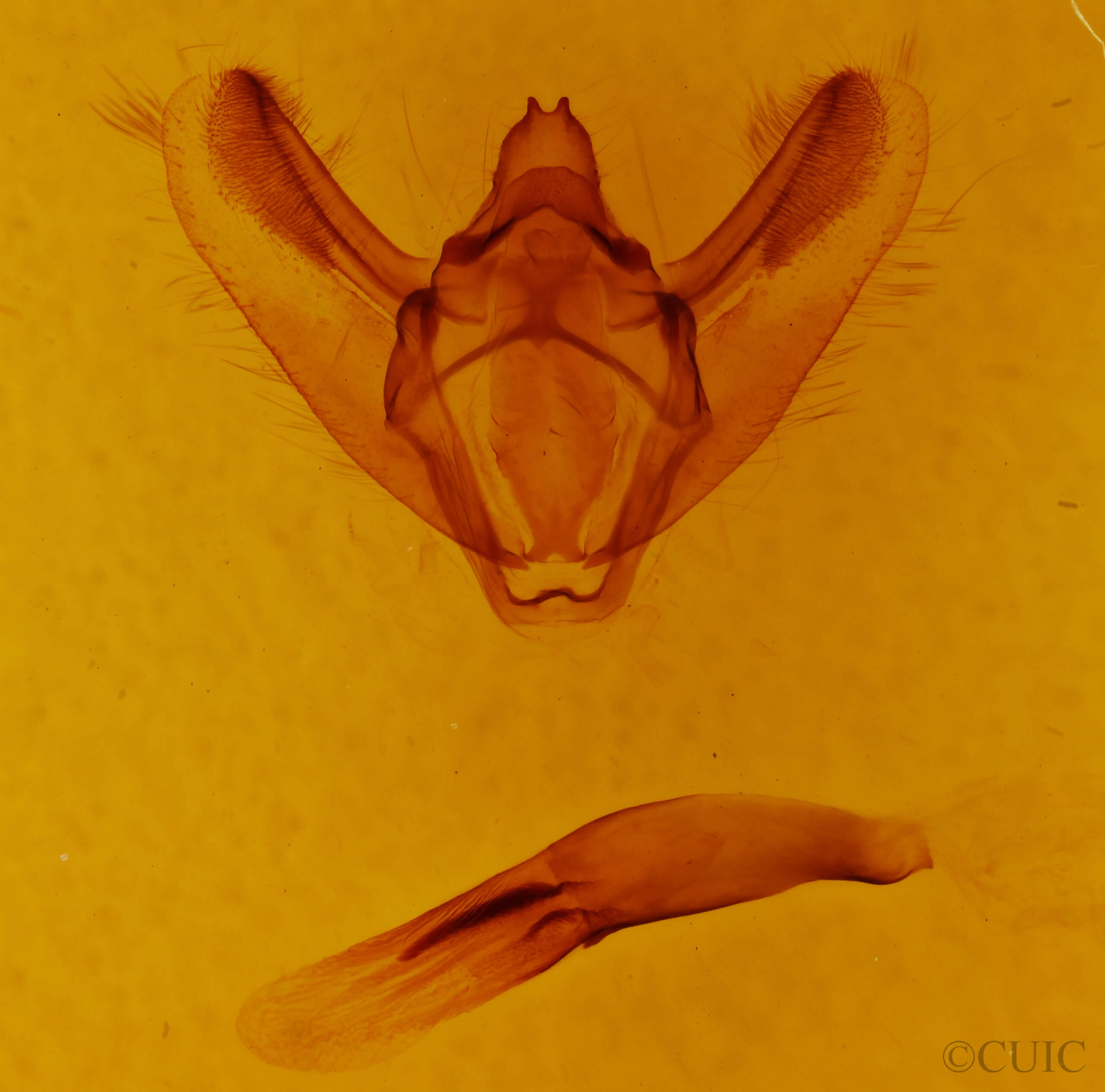 genitalia view of adult Biston
