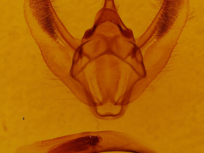 genitalia view of adult Biston