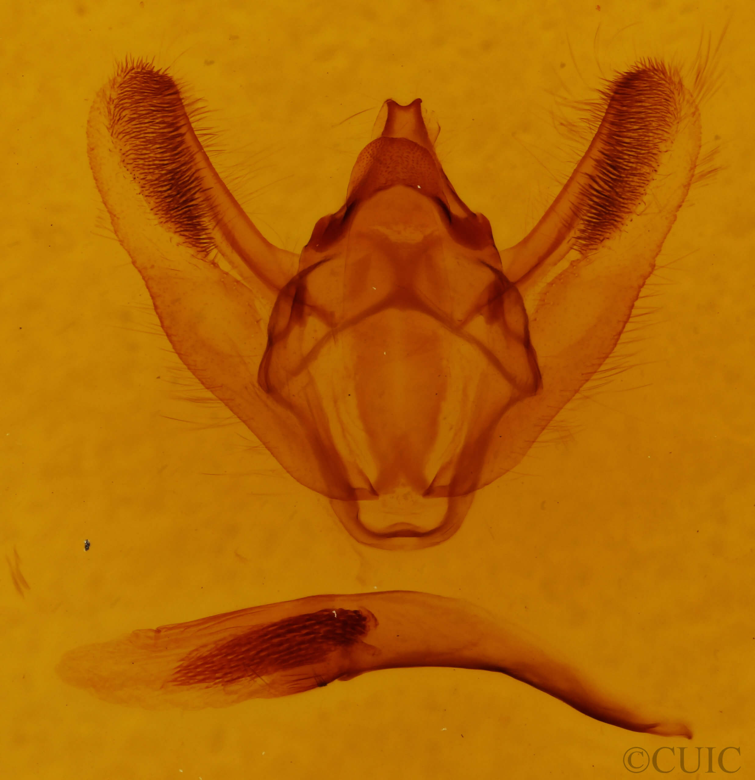 genitalia view of adult Biston