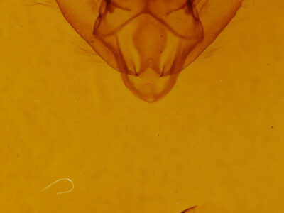 genitalia view of adult Biston