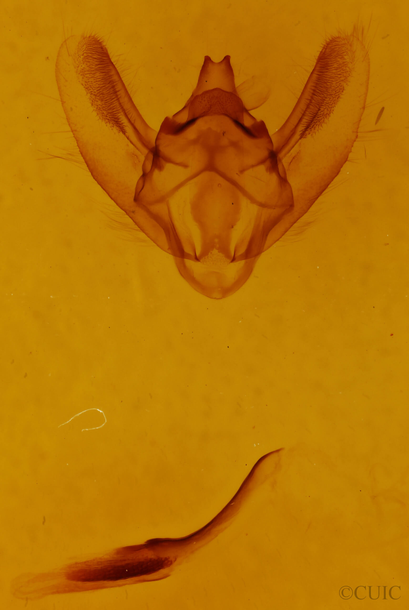 genitalia view of adult Biston