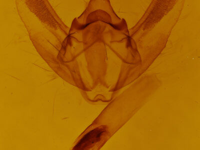 genitalia view of adult Biston