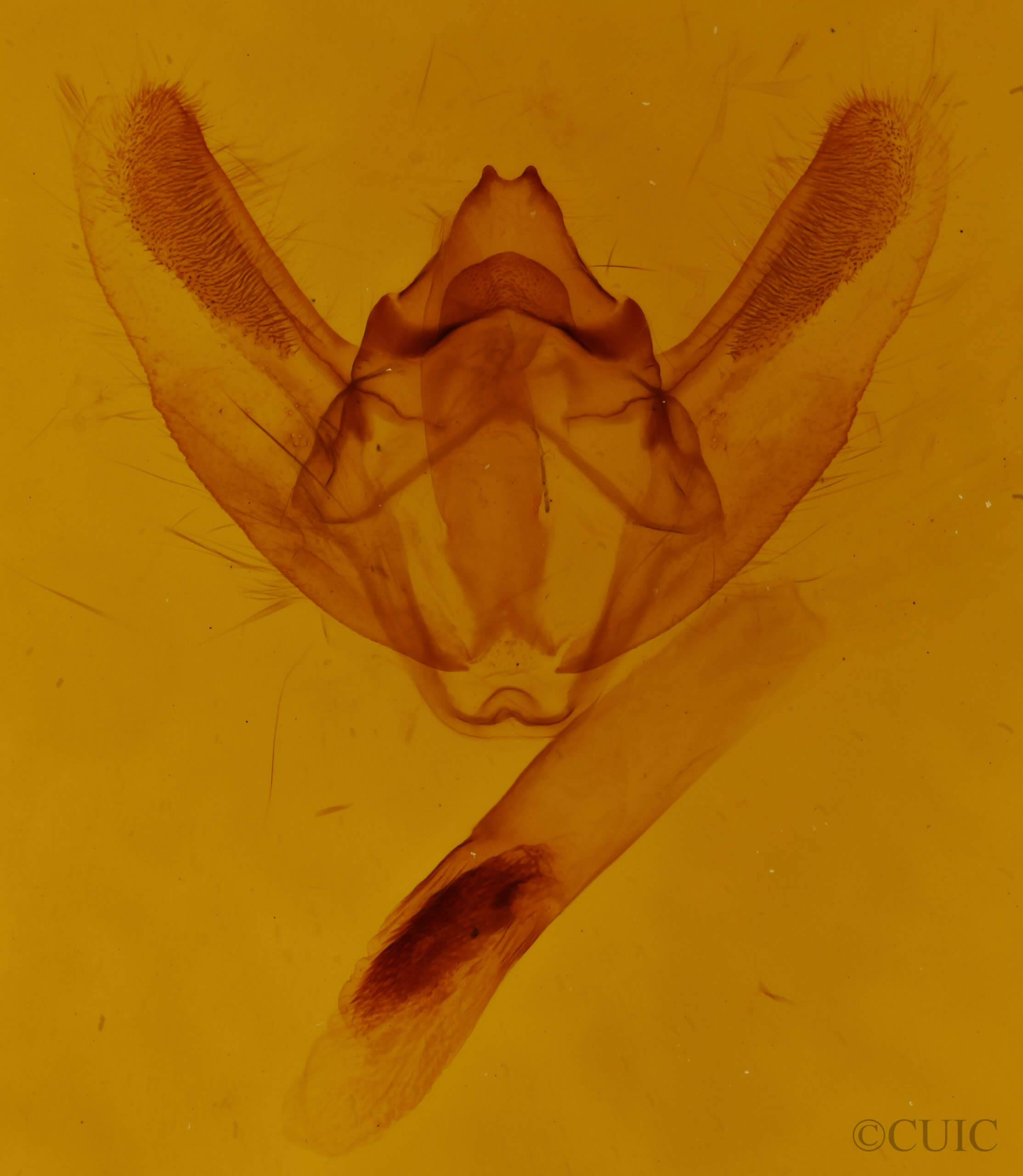 genitalia view of adult Biston