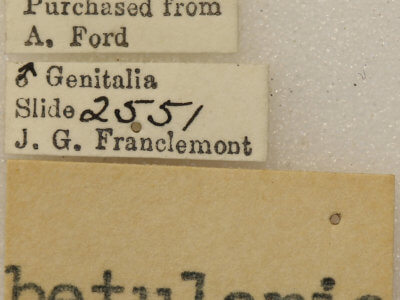 label view of adult Biston betularia