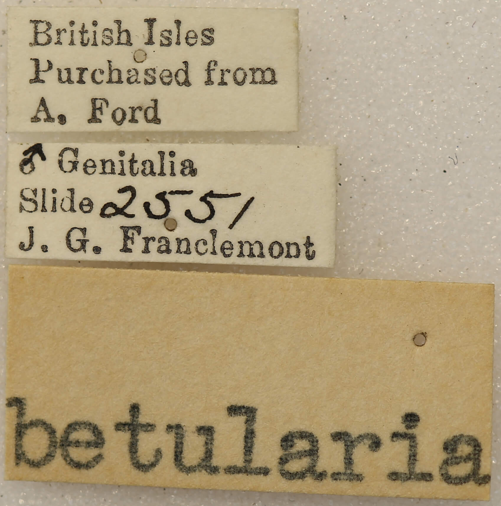 label view of adult Biston betularia