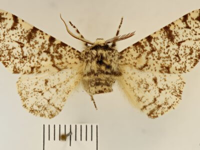 dorsal view of adult Biston betularia
