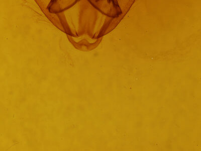 genitalia view of adult Biston betularia