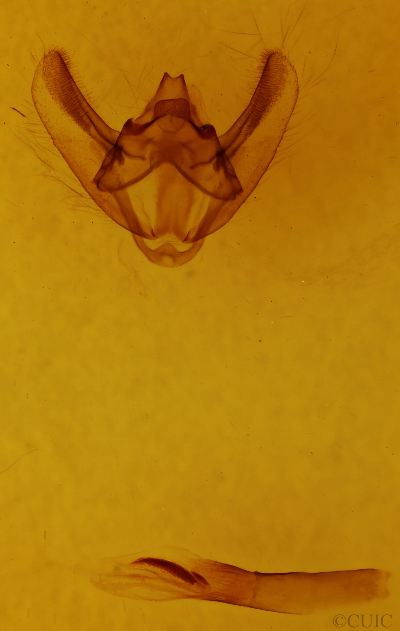 genitalia view of adult Biston betularia