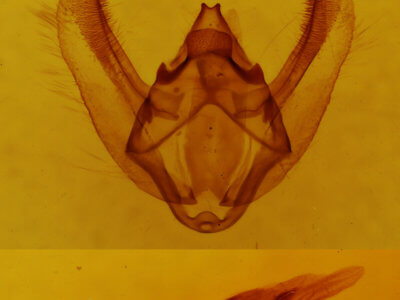 genitalia view of adult Biston betularia
