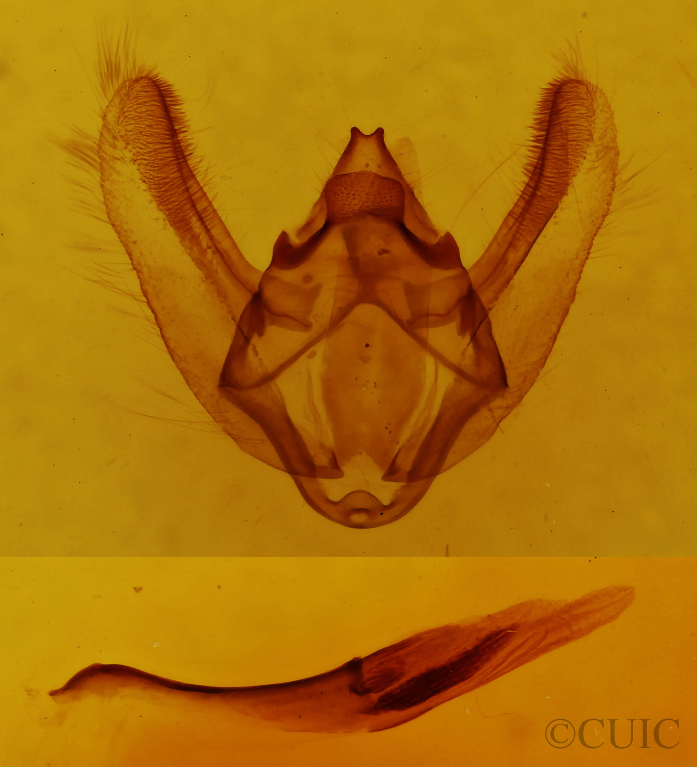 genitalia view of adult Biston betularia