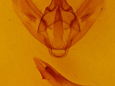 genitalia view of adult Biston regalis comitata