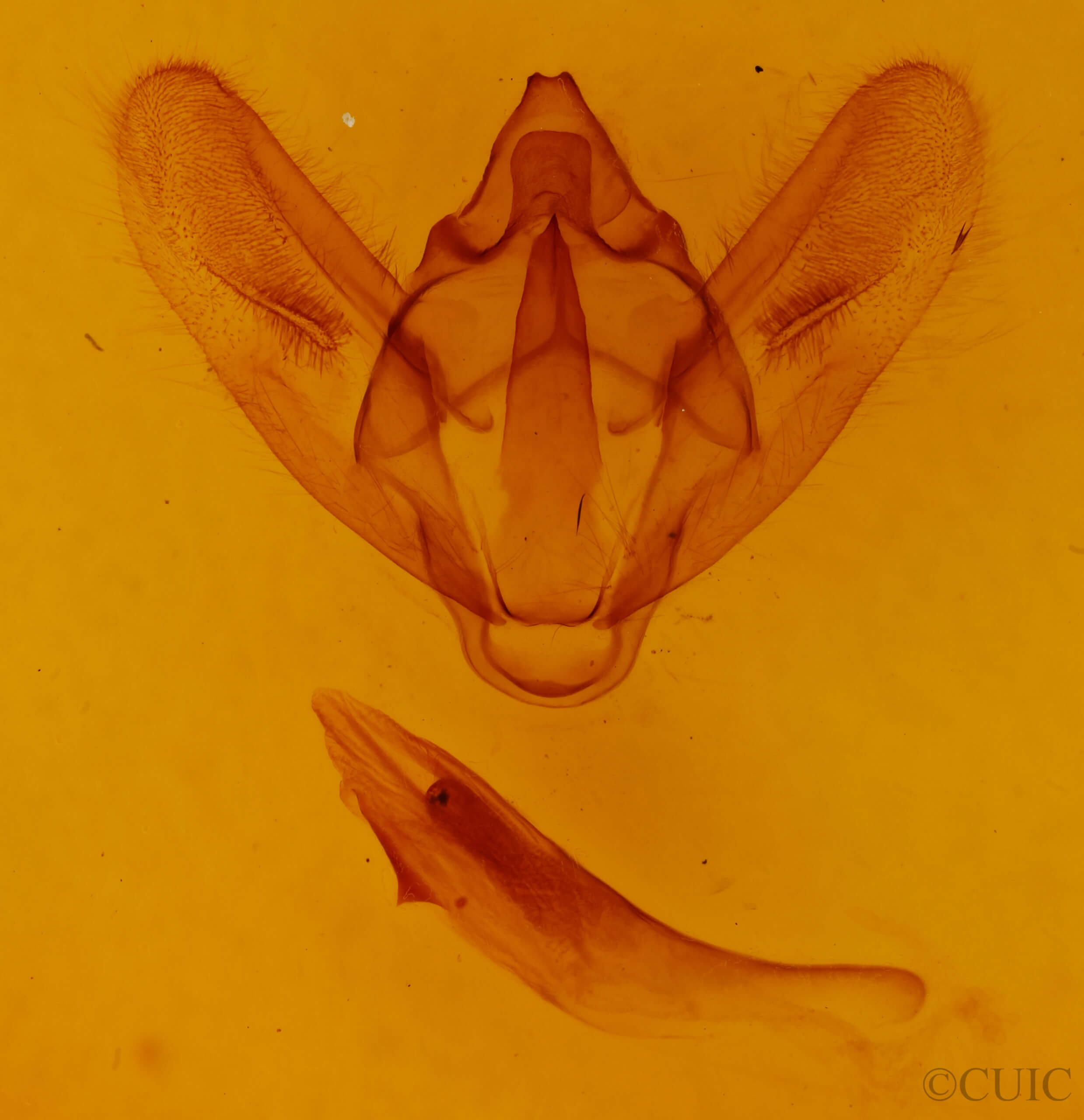 genitalia view of adult Biston regalis comitata
