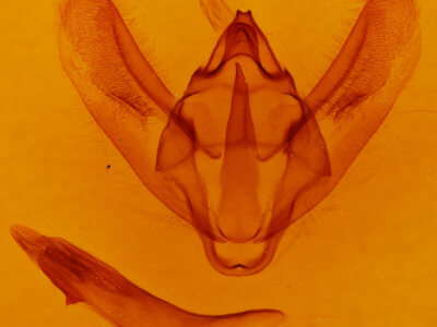 genitalia view of adult Biston regalis comitata