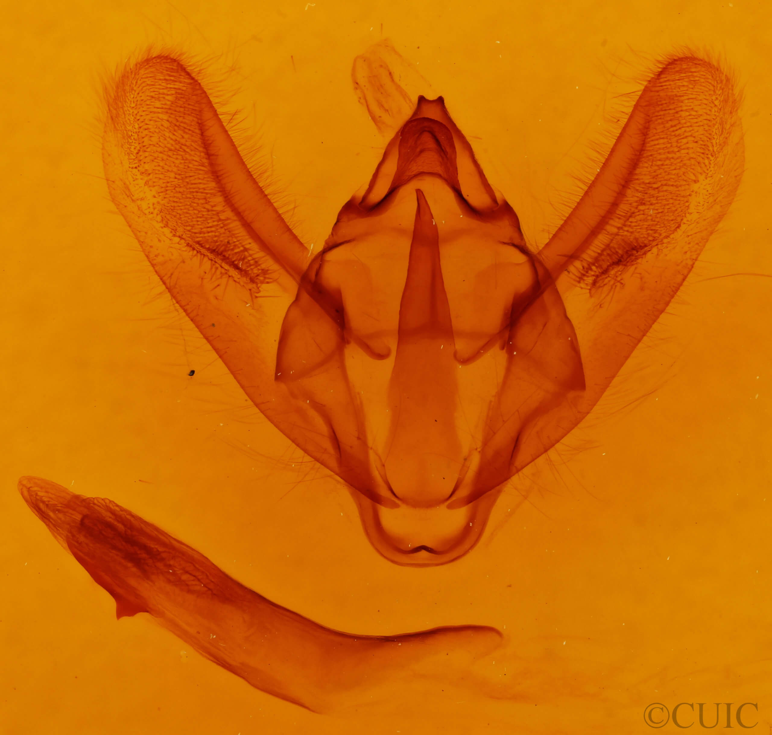genitalia view of adult Biston regalis comitata