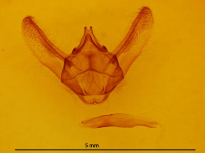 genitalia view of adult Biston robustum