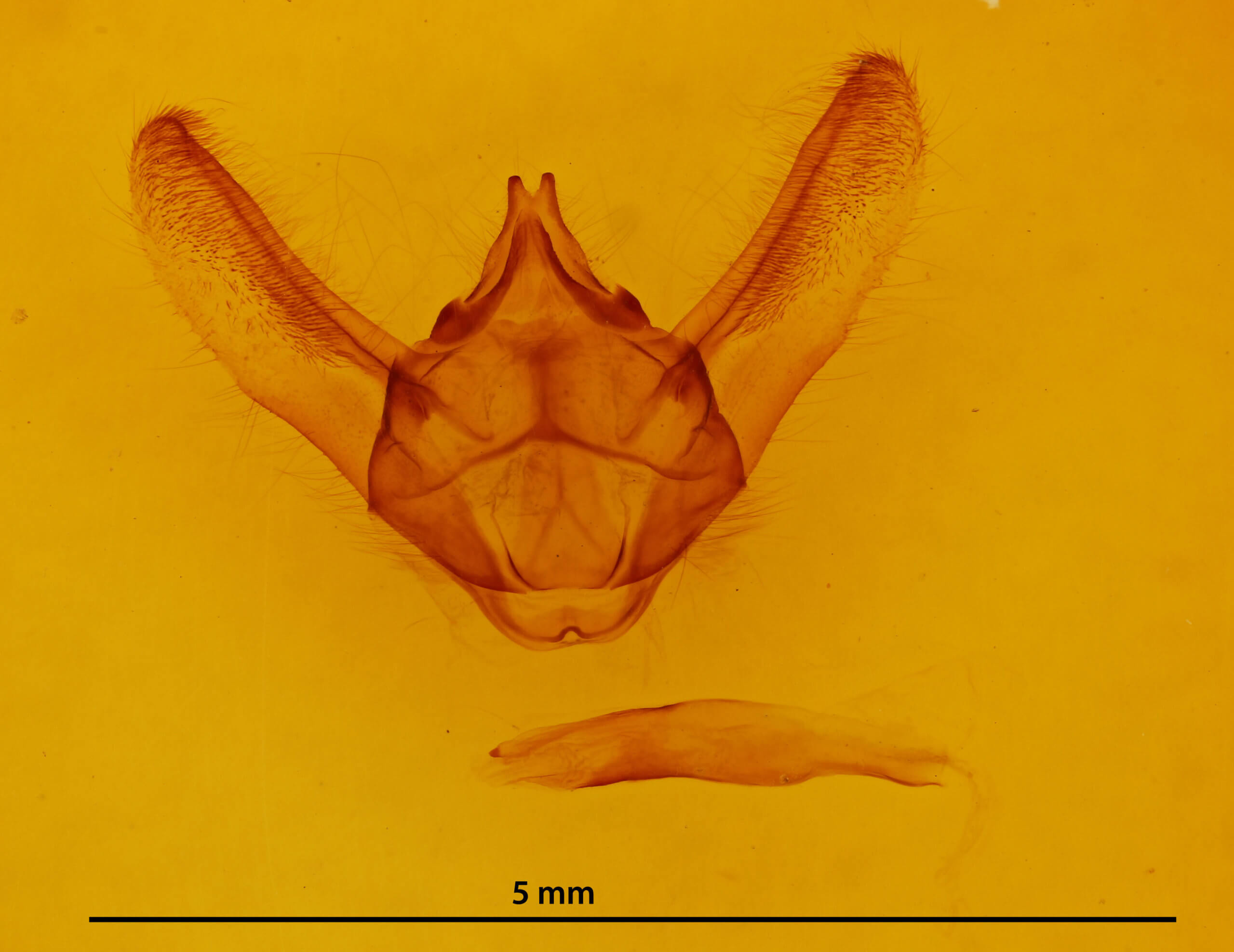 genitalia view of adult Biston robustum
