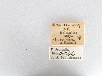 label view of adult Lycia zonaria